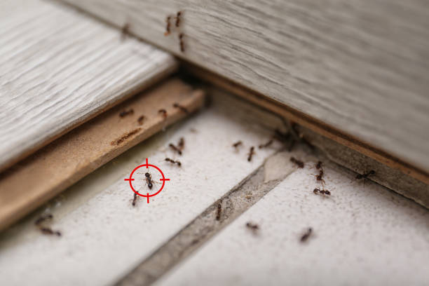 Best Exterminator Services  in Stansbury Park, UT